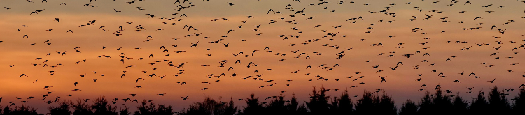 Follow the Flock Banner